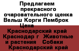 Предлагаем  прекрасного очаровательного щенка Вельш Корги Пемброк › Цена ­ 50 000 - Краснодарский край, Краснодар г. Животные и растения » Собаки   . Краснодарский край,Краснодар г.